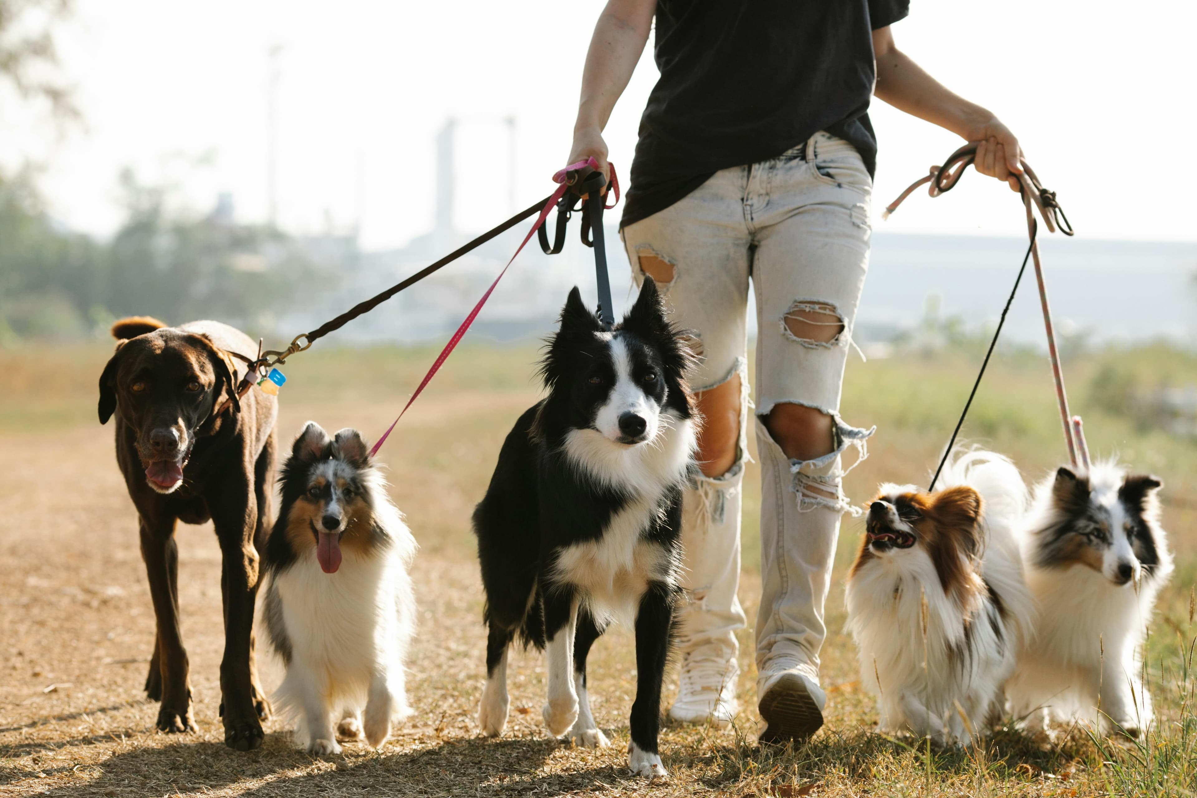Dog walker with happy dog outdoors